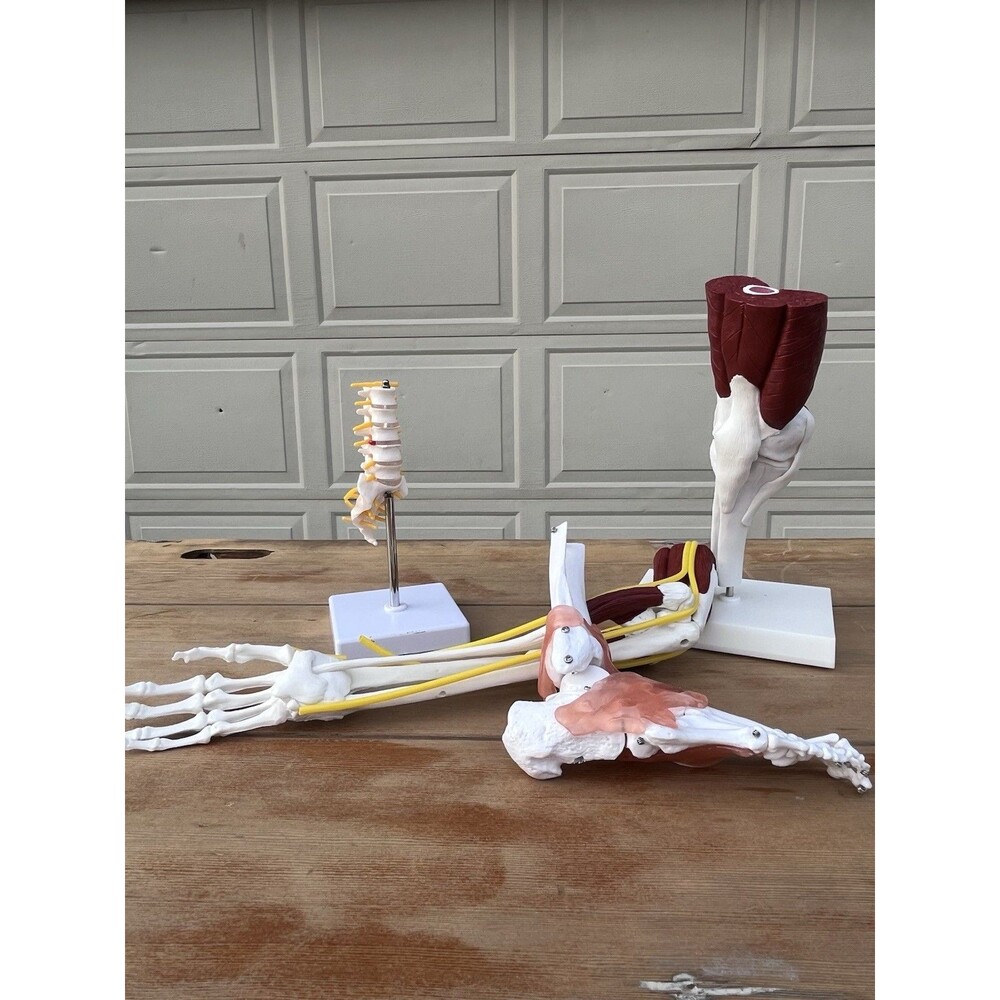 Lot Of 4 Life Size Knee Elbow Foot Lumbar Joint Anatomical Models PLS READ